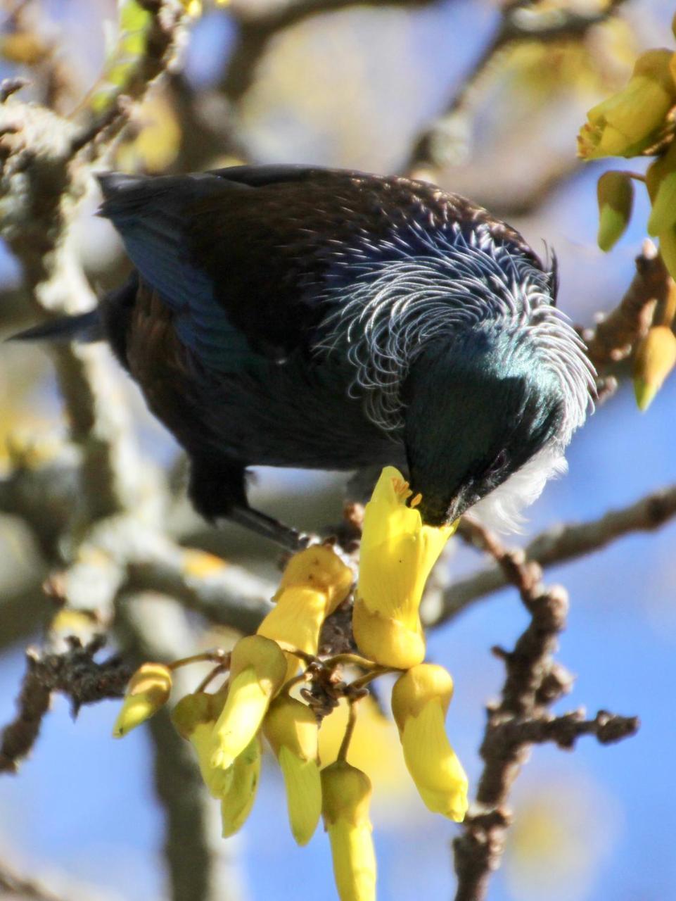 Refreshstay Palmerston North Zewnętrze zdjęcie